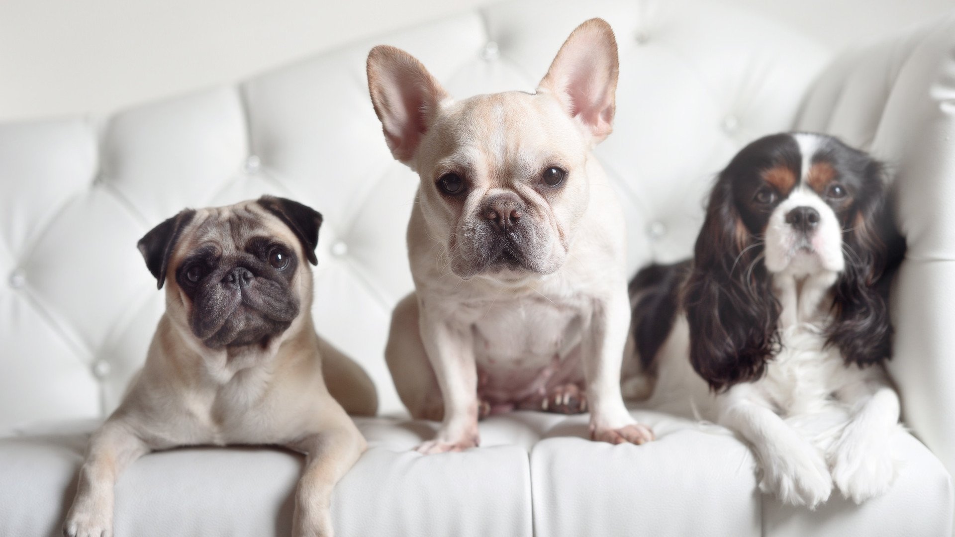 _荷兰年轻新秀崭露头角，冲击职业舞台_，荷兰足球新秀