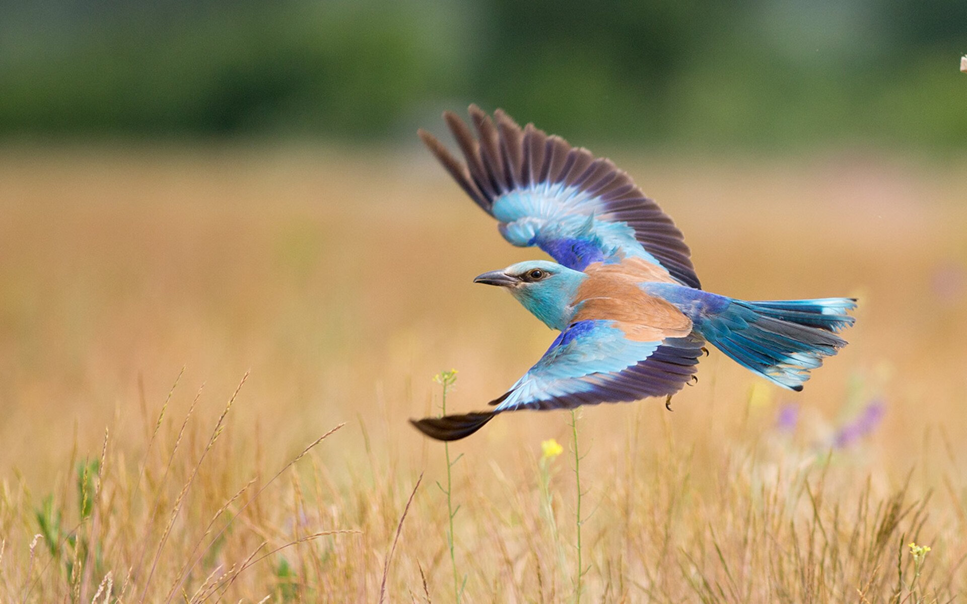 9游-传统民族舞蹈竞技，文化传承中的运动魅力，传统民族舞蹈竞技,文化传承中的运动魅力有哪些